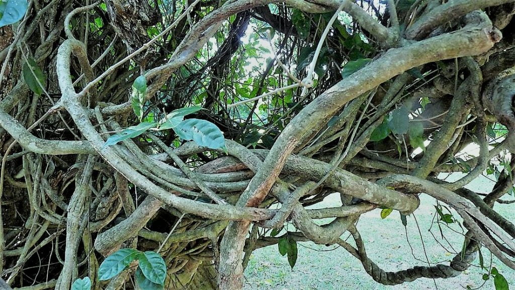 Sri Lanka: Royal Botanical Garden