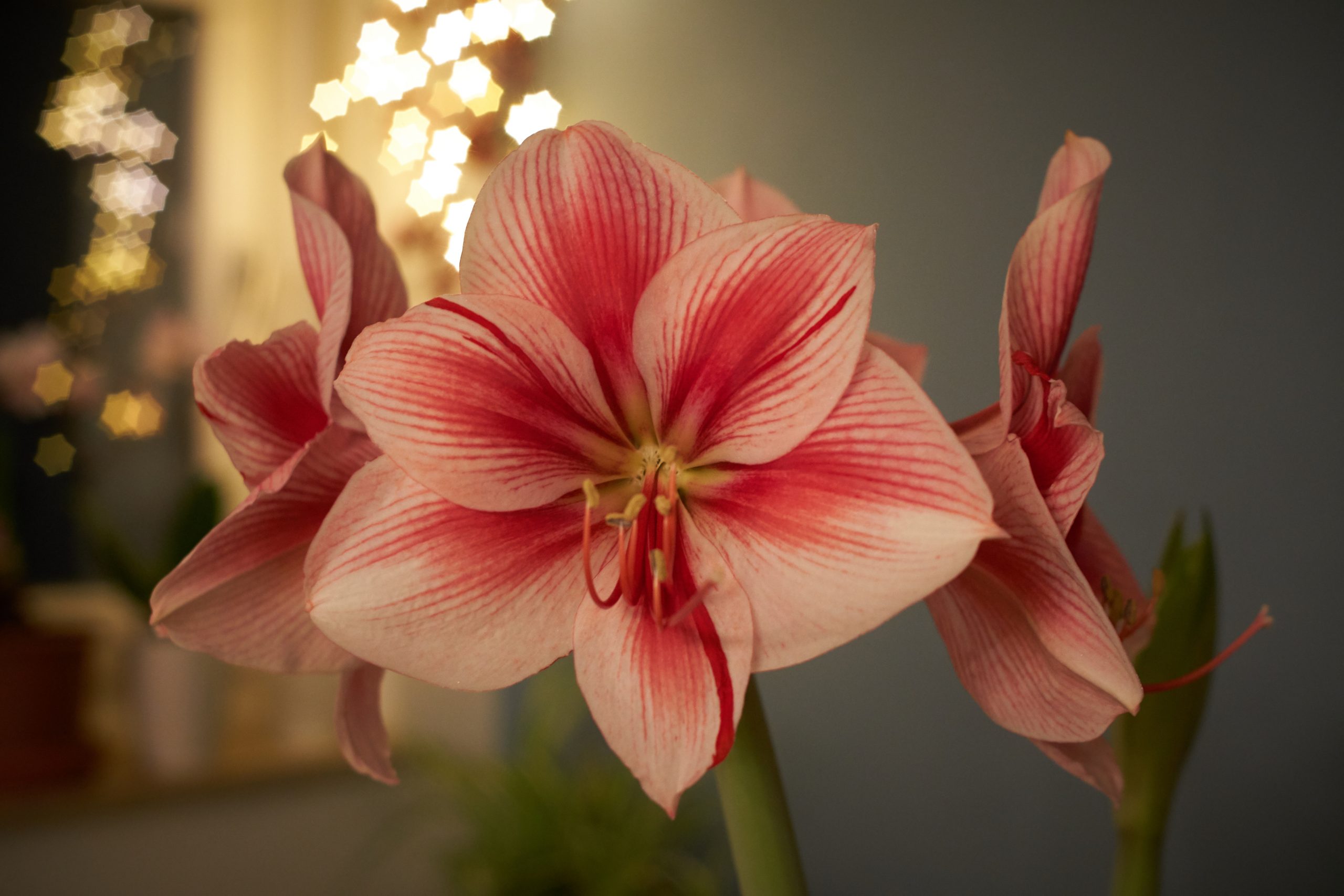 Read more about the article Miksi pitäisi ostaa kukat kukkakaupasta?