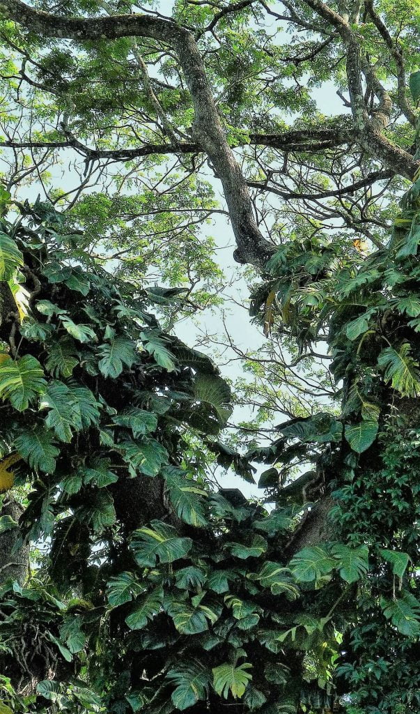 Sri Lanka: Royal Botanical Garden, Kandy peikonlehti