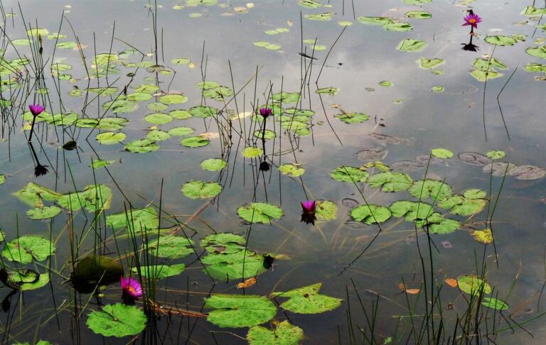 Lunuganga Butterfly pond