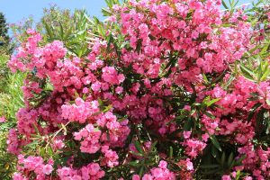 oleander