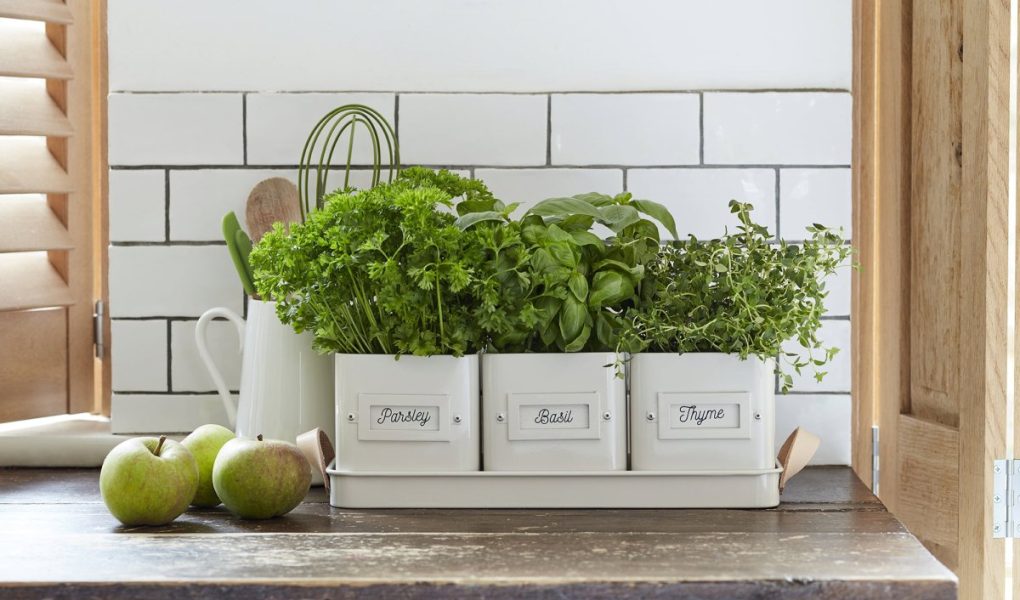 Herbes aromatiques