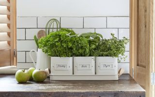 Herbes aromatiques