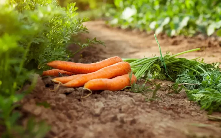 Pridelek korenja se bo podvojil