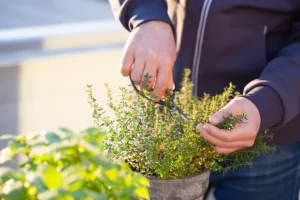 Timijan (Thymus vulgaris)