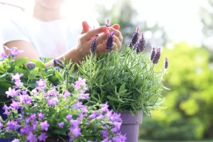 Sivka (Lavandula angustifolia)