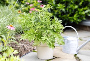 Citronella