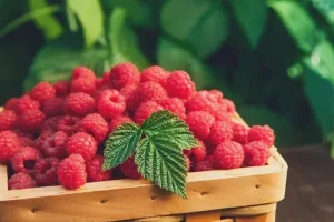 Maline