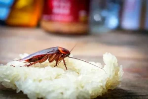 Najboljši način za odstranitev ščurkov iz hiše je čiščenje tal z uporabo teh naravnih sredstev