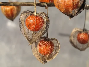 Physalis