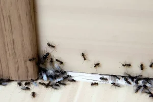 Napad mravelj? Tukaj je 8 metod, ki res delujejo: "Odkar to počnem, se niso več vrnile.