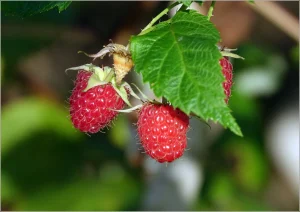 Rubus idaeus ‘Little Sweet Sister’