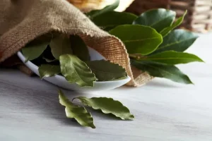 Odkar sem izvedel za ta način, v moji hiši ni več niti enega žuželka!