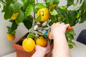 Nikoli nisem imel toliko limon: idealno gnojilo za izjemno produktivno limonino drevo