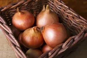 Kje shraniti čebulo, da se ne pokvari? Tukaj je mesto, kjer bo ostala celo leto