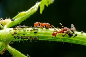 Vonj, ki odganja: 3 preprosta sredstva za popolno zaščito vrta pred mravljami in ušmi!