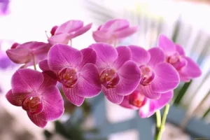 Orchideje