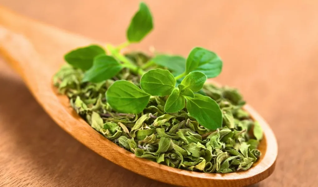 Oregano