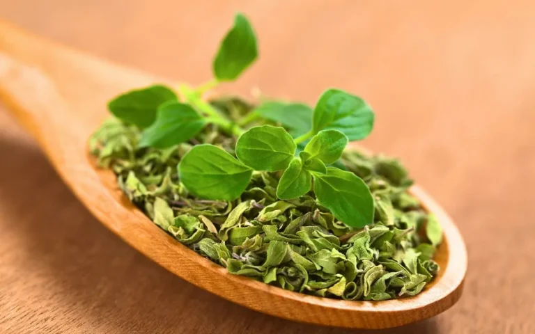 Oregano