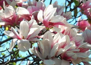 magnolij