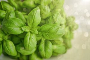 Razumevanje načina gojenja bazilike v kozarcu vode
