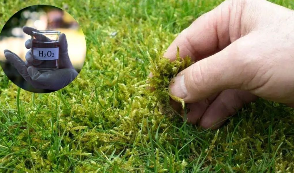 Kisik je lahko koristen za travnik v vašem vrtu, če ga uporabljate zmerno. Vse podrobnosti najdete v članku