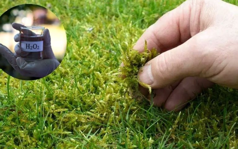 Kisik je lahko koristen za travnik v vašem vrtu, če ga uporabljate zmerno. Vse podrobnosti najdete v članku