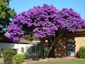 Paulownia