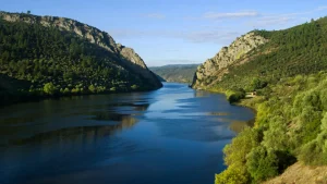 žival