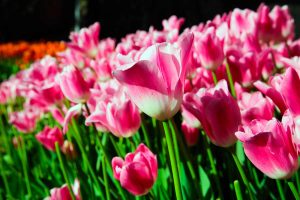 Tulipani 