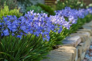 Agapanthus