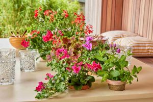pelargonijah