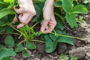 Poleti obrezujem jagode po 7 pravilih dedka agronoma