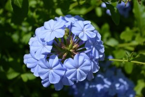 plumbago