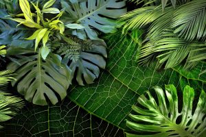 Monstera: edinstvena tropski rastlina