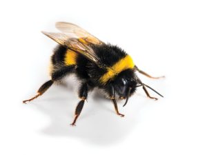 bumble