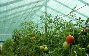 Rastline se kuhajo na soncu: preprosta rešitev – senčnik in zvijačnost pri zalivanju