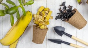 Kako pripraviti gnojilo iz bananinih olupkov