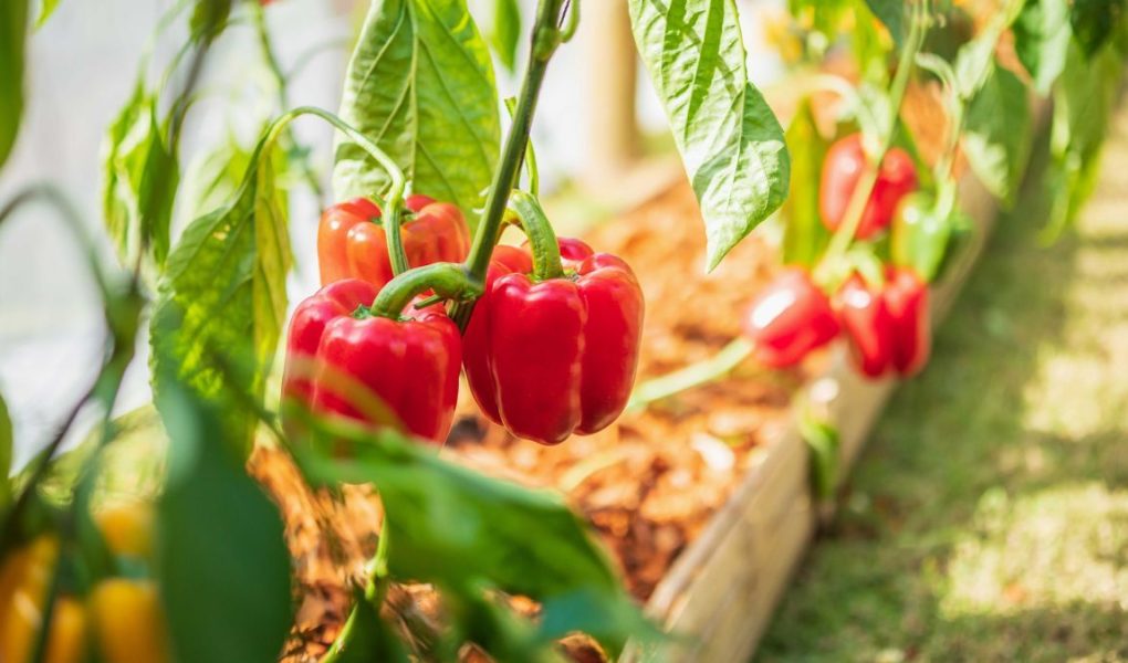 paprika