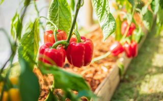 paprika