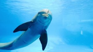 delfini 