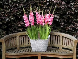 gladiol v vrtu