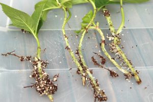 hortenzijo