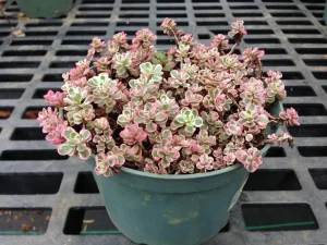 Sedum spurium