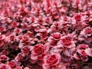 Sedum spurium