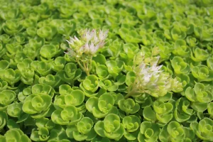 Sedum spurium