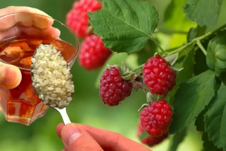 Kako gnojiti maline v juliju za sočno letino
