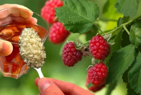 Kako gnojiti maline v juliju za sočno letino