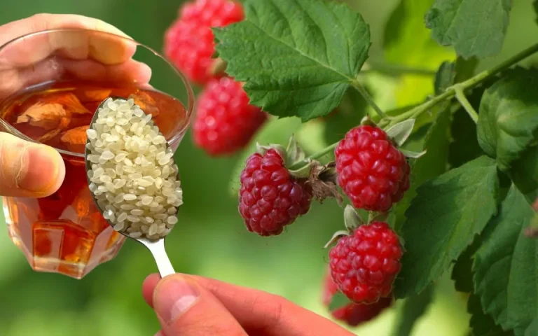 Kako gnojiti maline v juliju za sočno letino