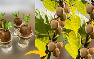 Kako enostavno vzgojiti semena kivija doma